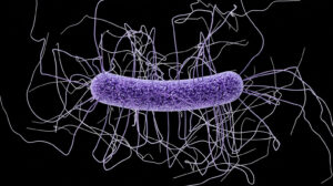 An mRNA vaccine protected mice against the deadly gut bacteria C. difficile