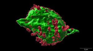 A study in mice hints at a new way to treat spinal cord injuries